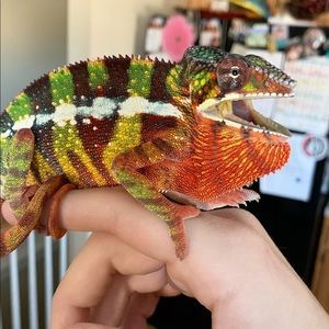 Meet your Posher, Donald